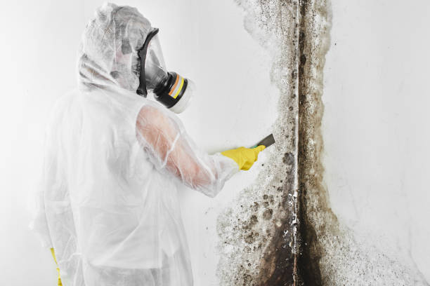 Best Emergency Mold Remediation in Donald, OR