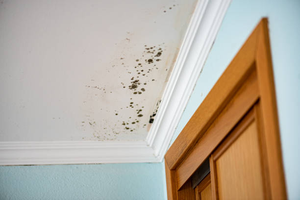 Donald, OR Mold Remediation Company