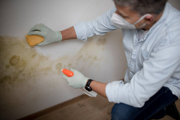 Best Industrial Mold Remediation in Donald, OR