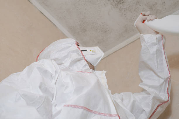 Best Localized Mold Remediation (e.g., coastal areas, humid climates) in Donald, OR