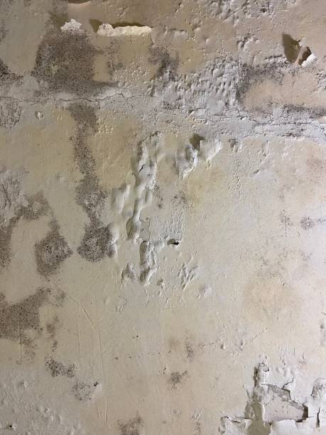 Best Mold Remediation for Schools in Donald, OR