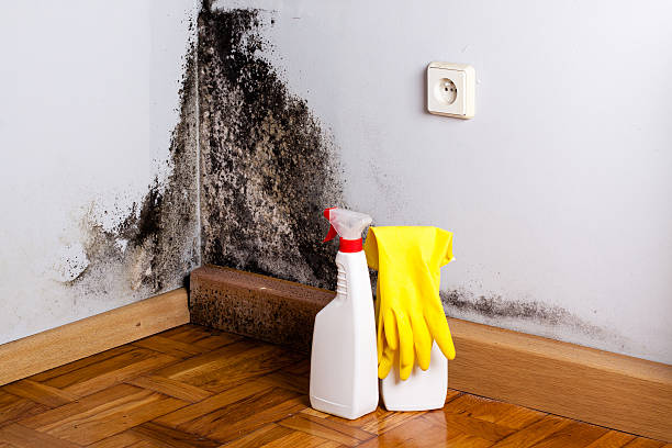 Best Health and Safety Mold Remediation in Donald, OR